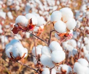 CAMPAGNE AGRICOLE 2024-2025: Le gouvernement fixe le prix d&rsquo;achat du coton graine
