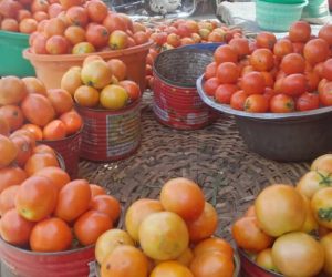 PARAKOU / FLAMBÉE DU PRIX DE LA TOMATE : Revendeuses et consommateurs s&rsquo;en plaignent