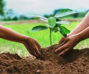 JOURNÉE NATIONALE DE L&rsquo;ARBRE : Des plants mis en terre, et après ?