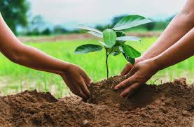 JOURNÉE NATIONALE DE L&rsquo;ARBRE : Des plants mis en terre, et après ?