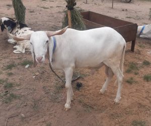 HAUSSE SPECTACULAIRE DES PRIX DE MOUTONS : Des fidèles musulmans entre inquiétude et hésitation