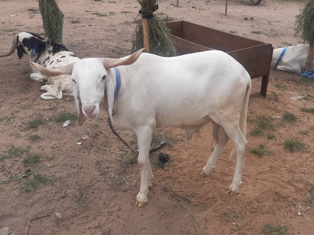 HAUSSE SPECTACULAIRE DES PRIX DE MOUTONS : Des fidèles musulmans entre inquiétude et hésitation
