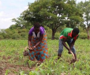 ACCAPAREMENT DES TERRES ARABLES: Un phénomène à fort impact sur la sécurité alimentaire en Afrique