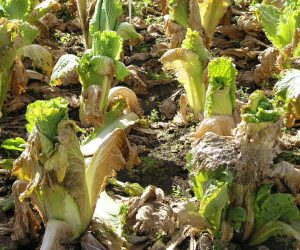 POURRITURE MOLLE : Une maladie bactérienne qui affecte les choux