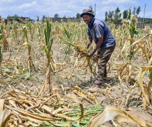 FORTES PRÉCIPITATIONS TARDIVES DANS LE NORD BENIN : Les producteurs agricoles face aux défis du changement climatique
