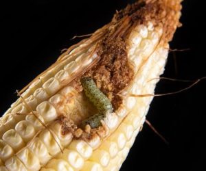 CHENILLE DE MAÏS : Un fléau qui menace les cultures agricoles