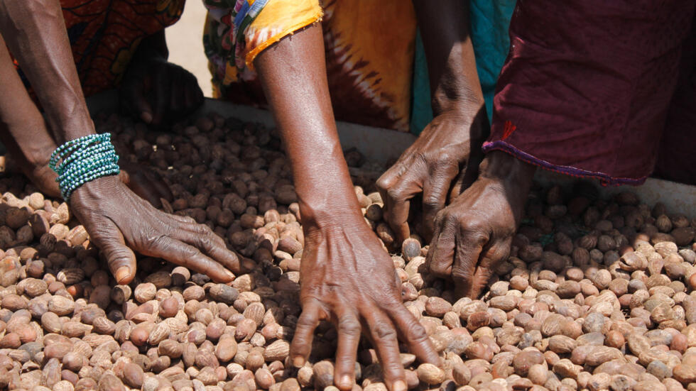 FLAMBÉE DES PRIX DE LA NOIX DE KARITÉ AU BENIN : Une pression inédite sur les transformateurs locaux