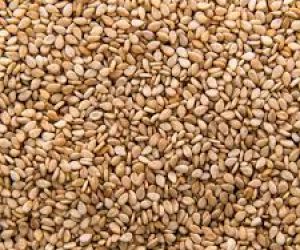 CULTURE DU SESAME : Une filière rentable pour l&rsquo;agriculture béninoise