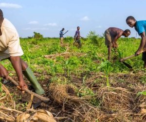 BÉNIN / AGRICULTURE : Exonération de la Tfu sur les terrains agricoles