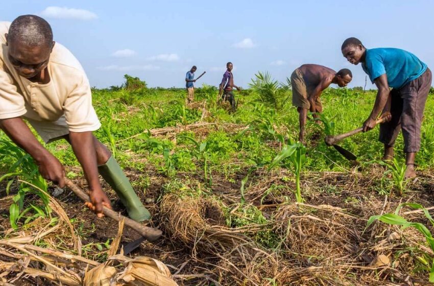BÉNIN / AGRICULTURE : Exonération de la Tfu sur les terrains agricoles