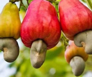SECTEUR DE L&rsquo;ANACARDE AU BÉNIN : 225.000 tonnes attendues pour cette campagne
