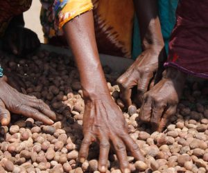 « L’OR DES FEMMES » ET LES MOYENS DE SUBSISTANCE RURAUX EN AFRIQUE DE L’OUEST : LE CAS DU KARITÉ AU BÉNIN : Interdire l’exportation : solution durable ou menace pour les femmes rurales ?