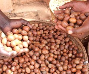 KARITÉ AU BÉNIN : Transformer sans exclure, accompagner sans brusquer