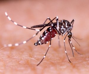 SAISON PLUVIEUSE AU BÉNIN : Les moustiques, ces colocataires indésirables